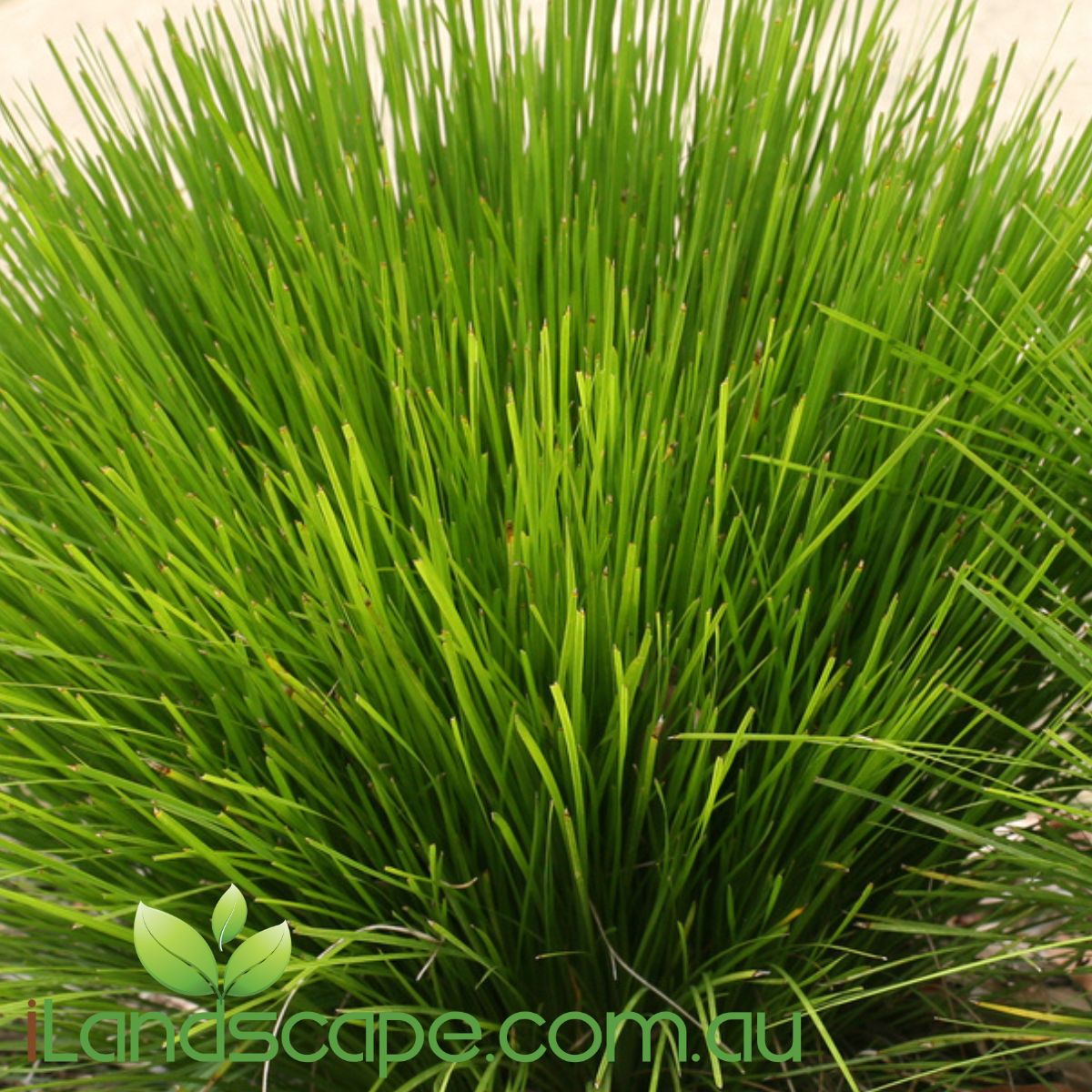 Lomandra Lime tuff  produces lush lime green, strappy foliage in a compact form.   Grows well in frost areas, Full Sun positions and in shaded areas which may be dry, for example under trees competing for nutrient and water. overall a very hardy, tough grassy plant that is perfect for borders, bio retention basins and areas where you want something to survive with out having to looking after it to much  grows approx - 50cm high x 50 cm wide   lomandra longifolia x confertifolia subsp.pallida