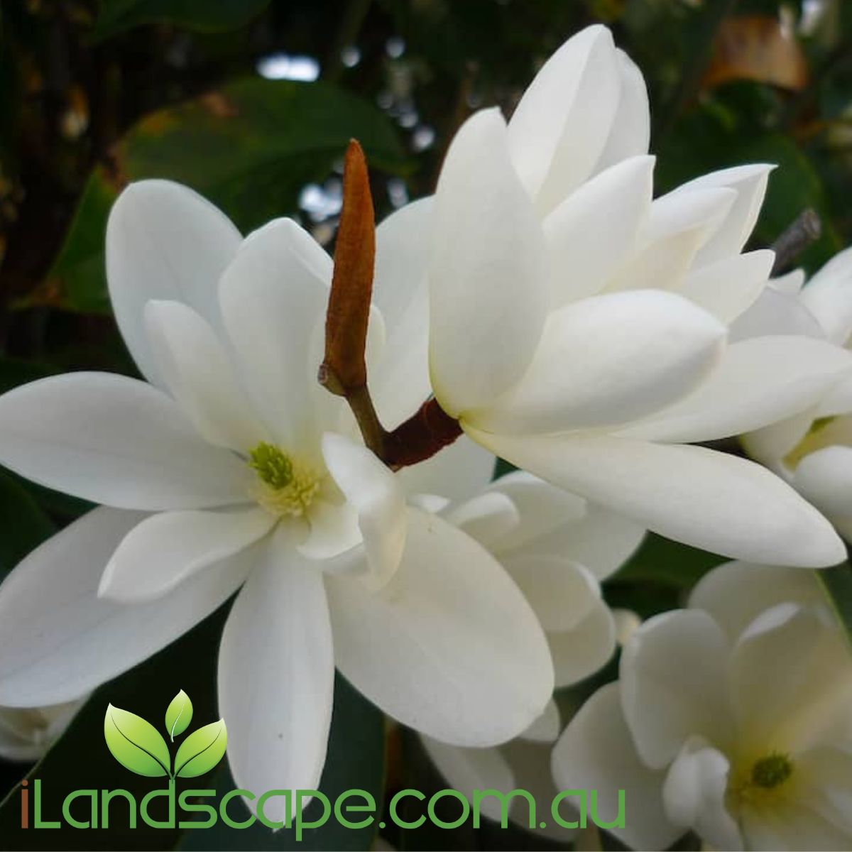 Magnolia inspiration flowers in late winter to early spring however here on the sunshine coast we can get them to flower in late autumn if well kept and fertilised  grows to approx 4.0m however can be kept to around 2.5m really well if pruned    Ideal as a screening plant or a feature plant. Makes an excellent Pot specimen 