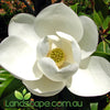 Magnolia Little Gem
