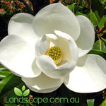 Magnolia Little Gem