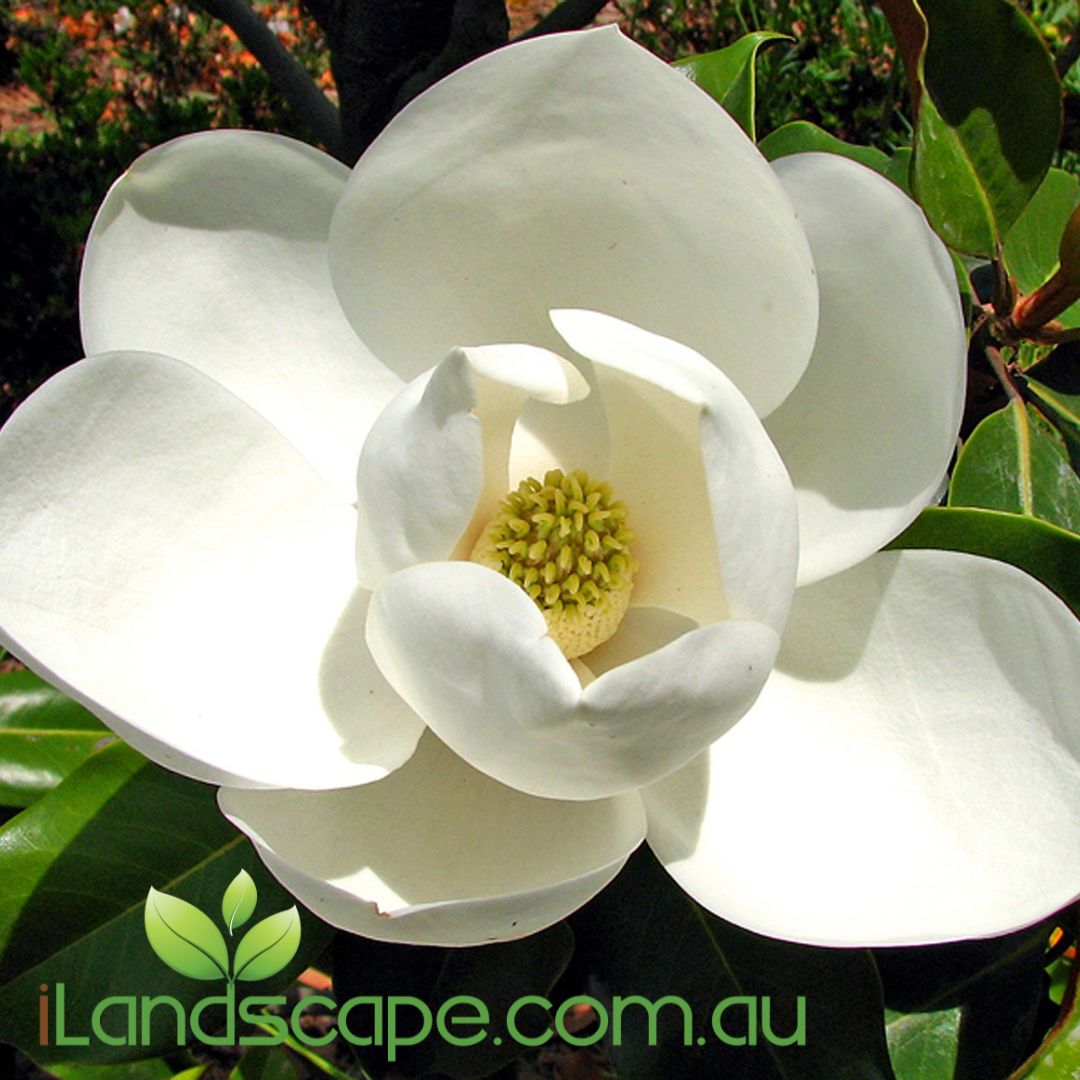 Magnolia Little Gem