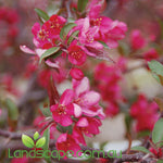 Malus (JFS-KW5) Royal Raindrops™ Crab Apple