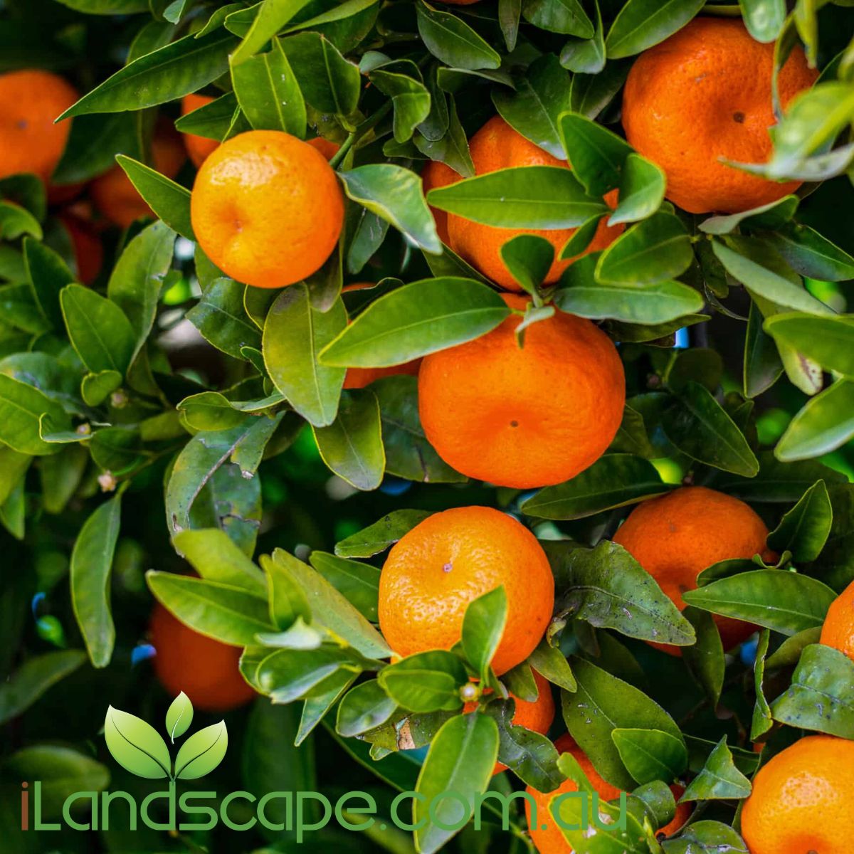 Mandarin Dwarf 'Hickson' is a beautiful Mandarin that its easy to peel. it grows approx. 2-3m tall and will fruit between July - October each year  Fertilise seasonally with Fruit & Citrus food and prune regular to keep shape and promote more fruit development 