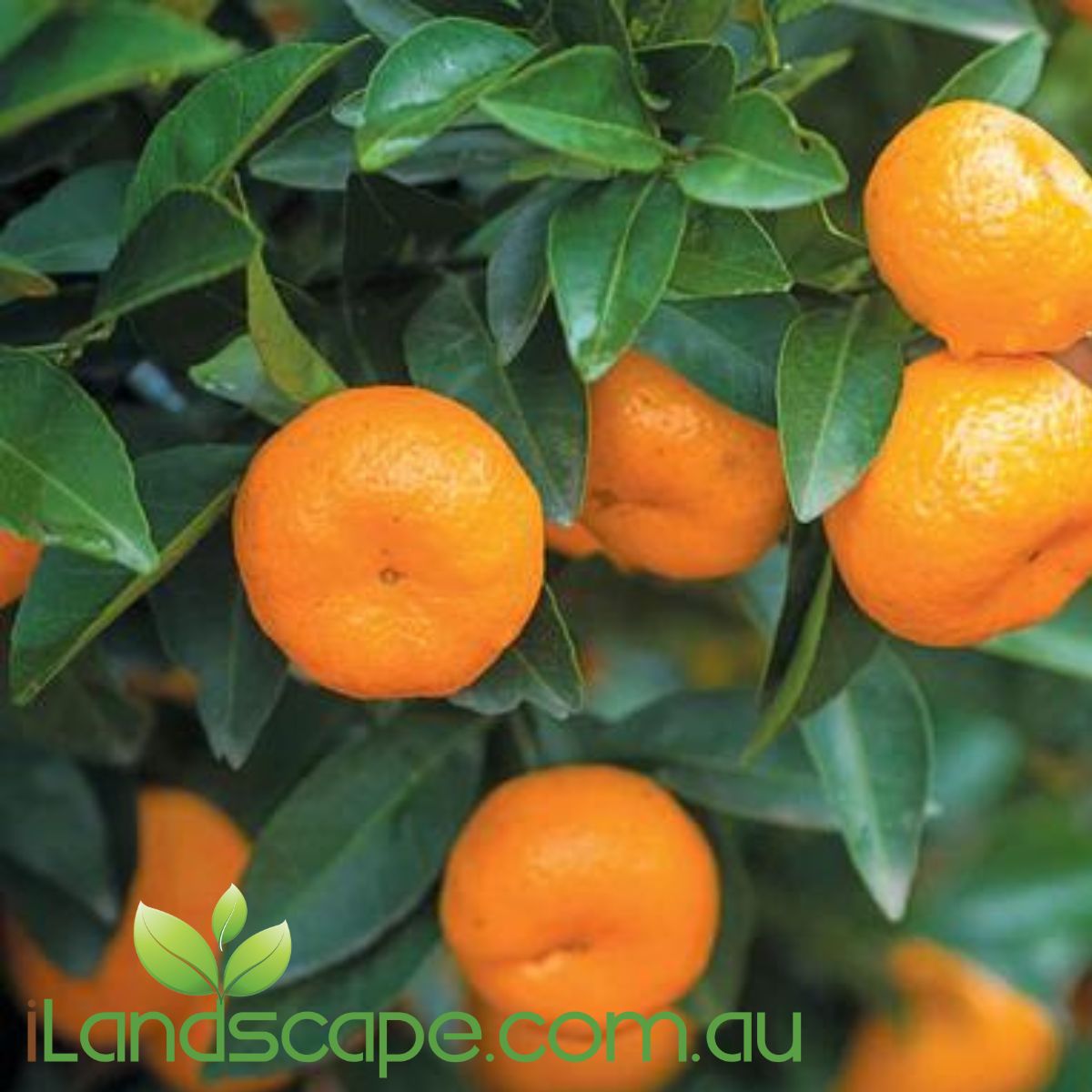 Mandarin Dwarf 'Imperial' will grow to approx. 1.0 - 2m tall and is perfect for pots or small gardens. will fruit between May - July each year  Fertilise seasonally with Fruit & Citrus food and prune regular to keep shape and promote more fruit development 