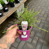 Melaleuca Cotton Candy