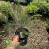 Potted Melaleuca Little rita plant held by a hand with a garden background