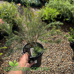 Potted Melaleuca Little rita plant held by a hand with a garden background