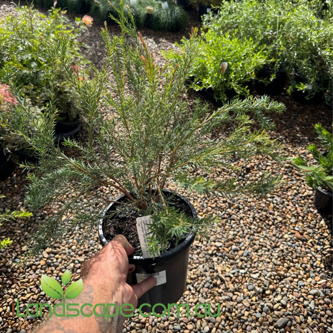 Potted Melaleuca Little rita plant held by a hand with a garden background