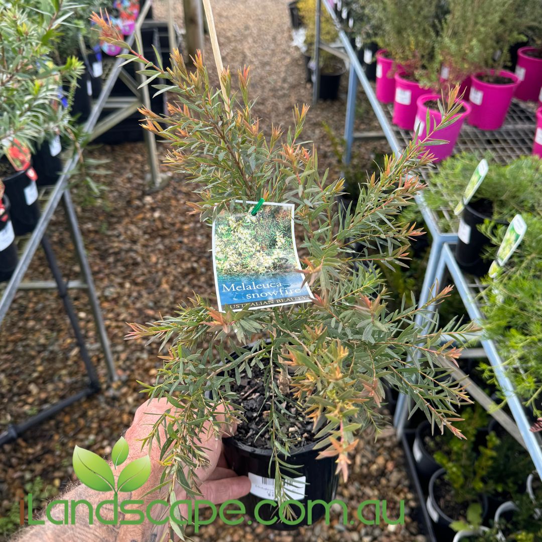 Melaleuca Snowfire