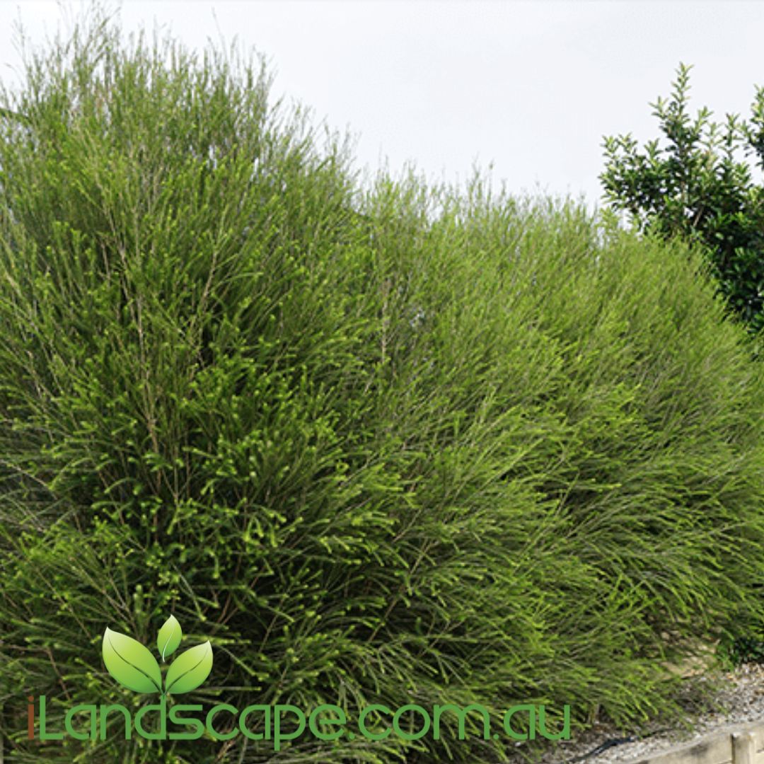 Melaleuca armillaris (MELA01) pbr intended SPACE SAVER™