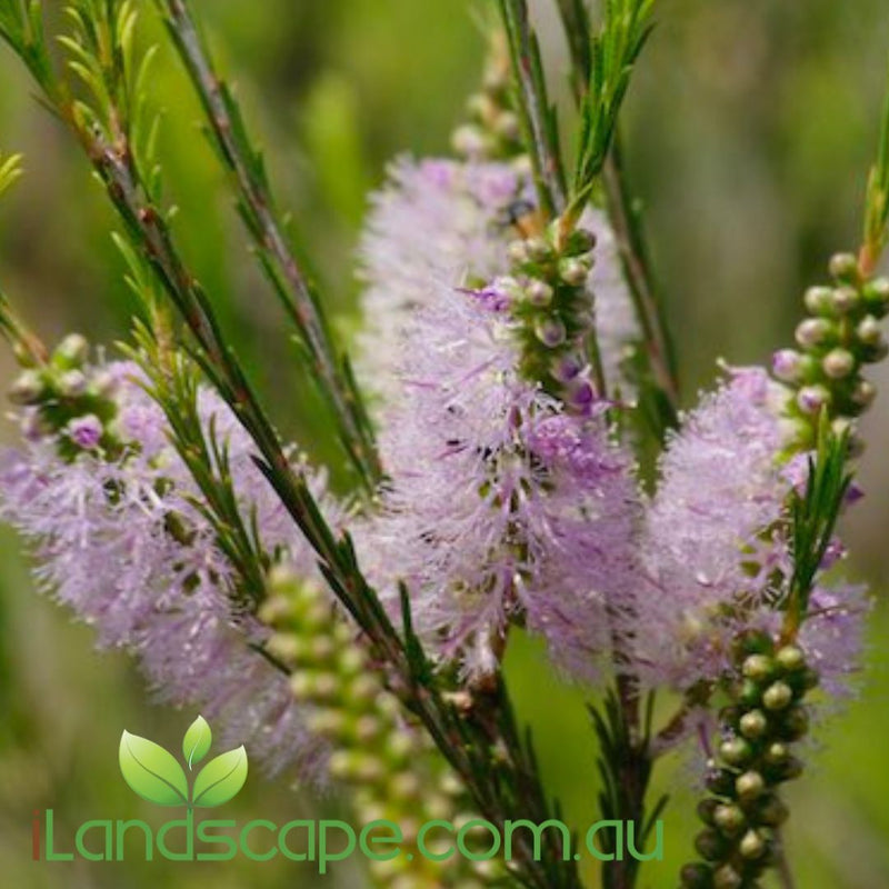 All-Time Favourite Compact Natives for Small Hedges, Borders and Topia ...