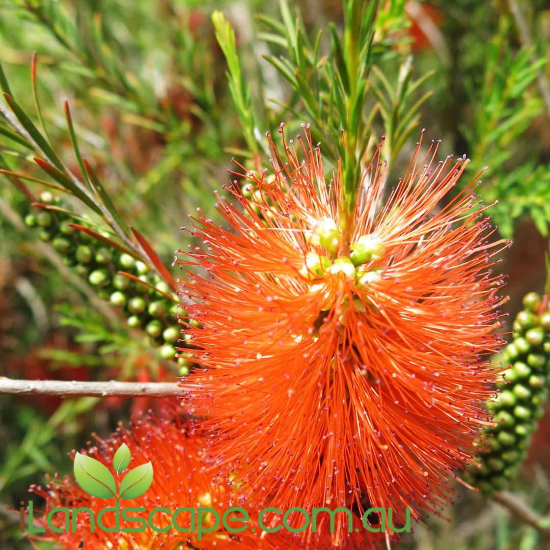 Melaleuca laterita (Dwarf Form)