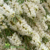 Melaleuca Snowfire with masses of fluffy white flowers growing in a Sunshine Coast garden.