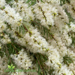 Melaleuca Snowfire with masses of fluffy white flowers growing in a Sunshine Coast garden.