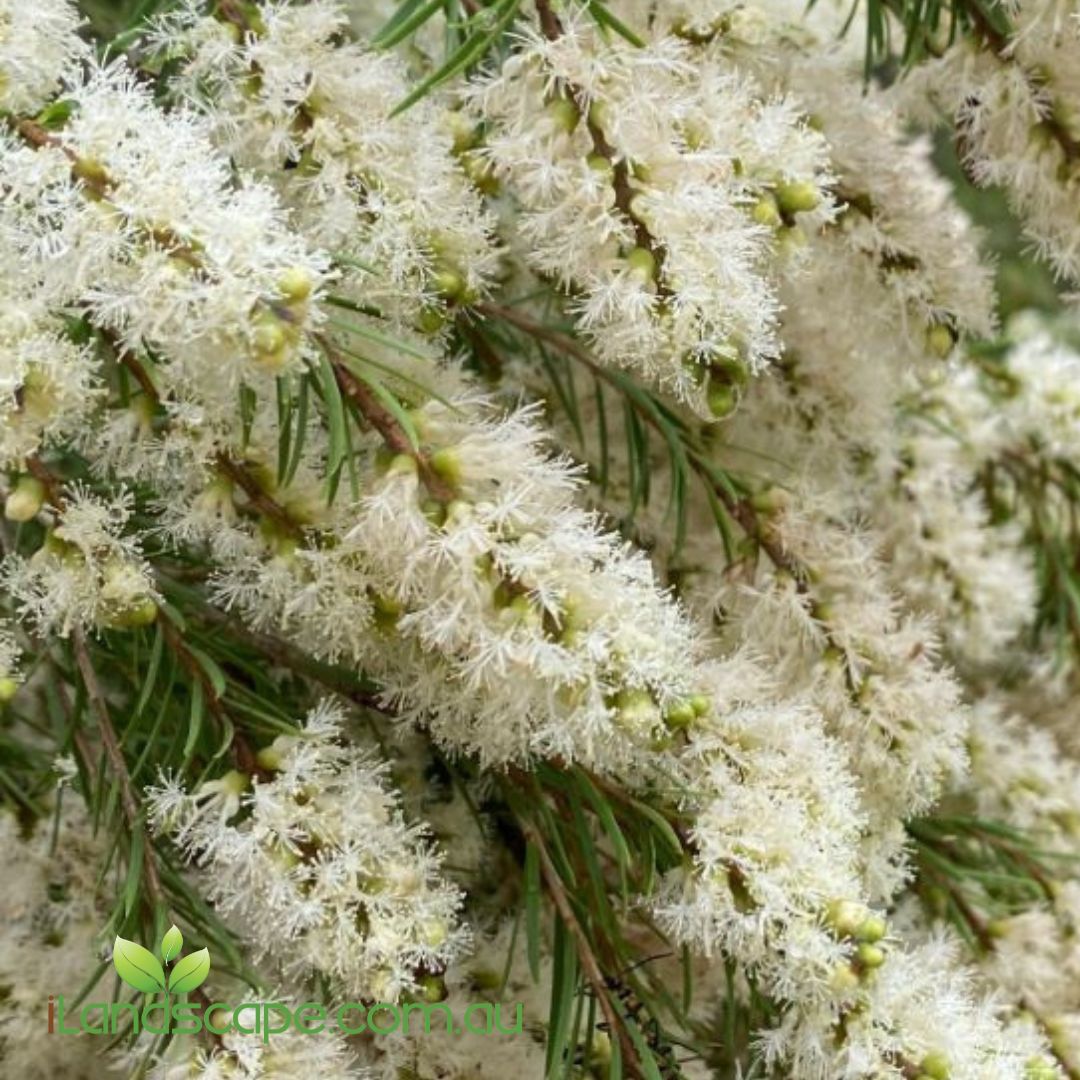 Melaleuca Snowfire with masses of fluffy white flowers growing in a Sunshine Coast garden.