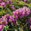 Melaleuca thymifolia Purple Lace