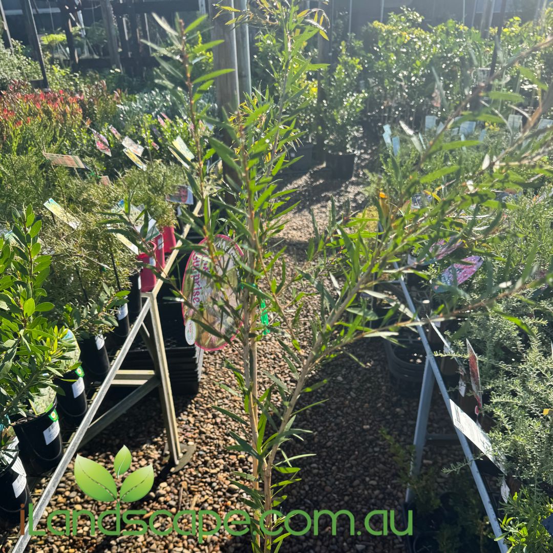 Melaleuca Pink Surprise