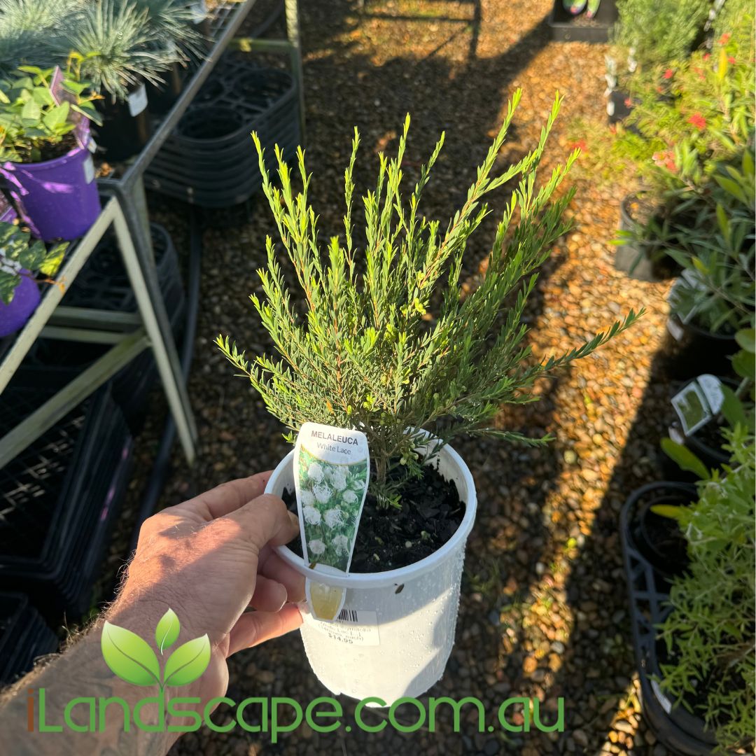 Melaleuca thymifolia White Lace