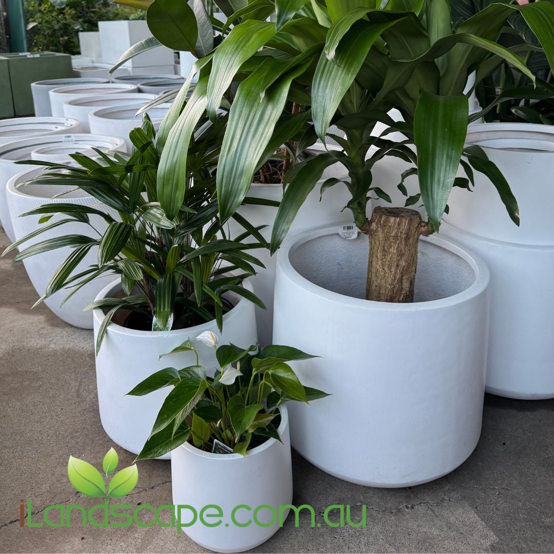 Modstone Cylinder Planter Pots in various sizes with indoor and outdoor plants at Sunshine Coast Nursery
