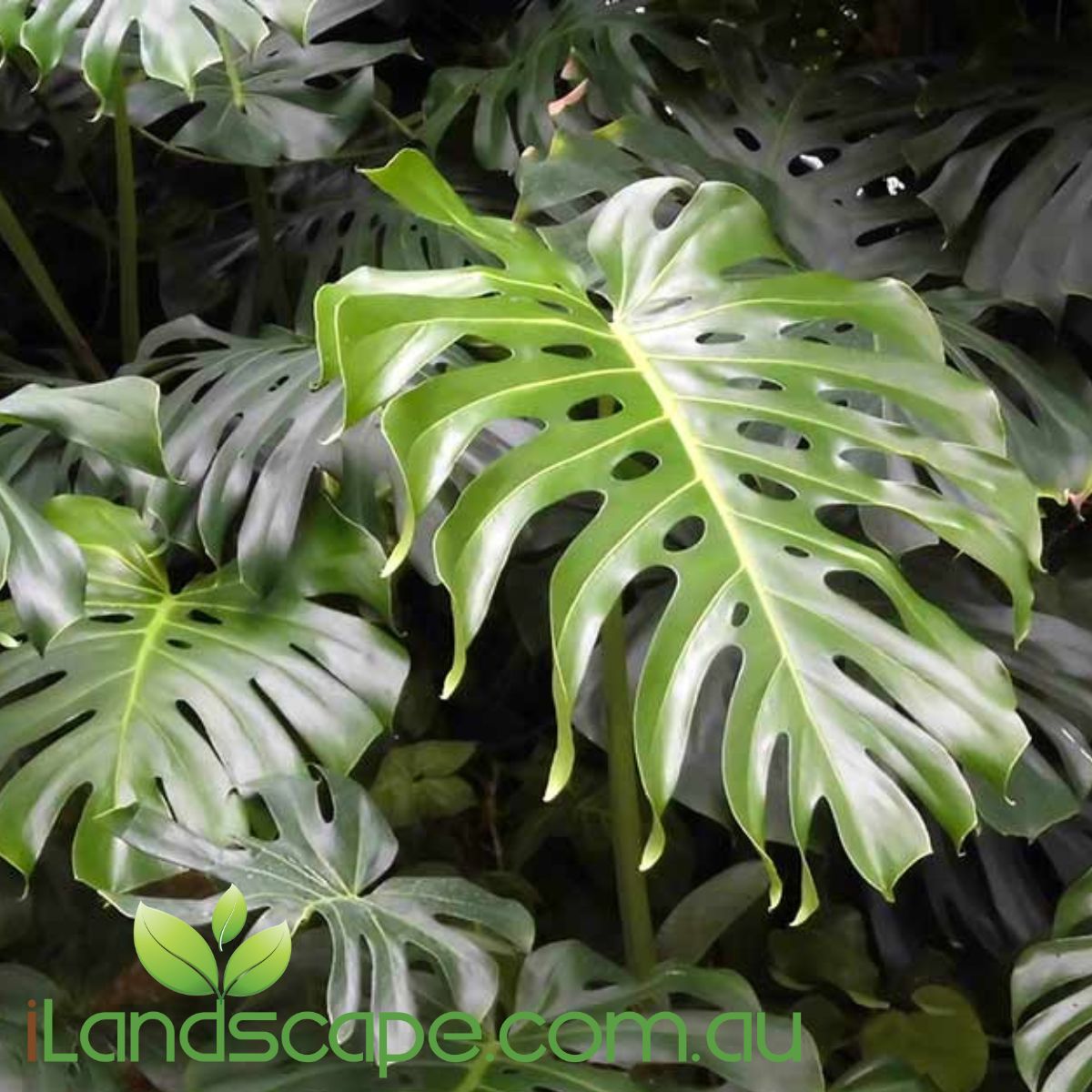 Monstera deliciosa, the Swiss cheese plant or split-leaf philodendron is a species of flowering plant native to tropical forests of southern Mexico, south to Panama. Grown mainly for the indoor Market it makes a great indoor plant and easy to look after and maintain. 