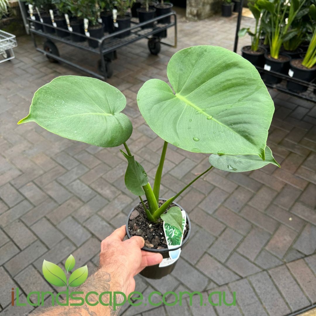 Monstera Delicosa