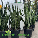 Sanseveria "Mother in Law tongue"