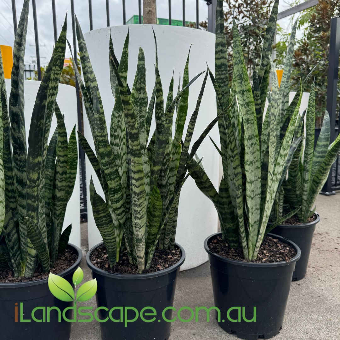 Sanseveria "Mother in Law tongue"