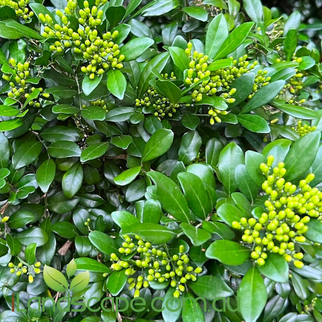Murraya paniculata (Mock Orange) with glossy green leaves and clusters of white fragrant flowers