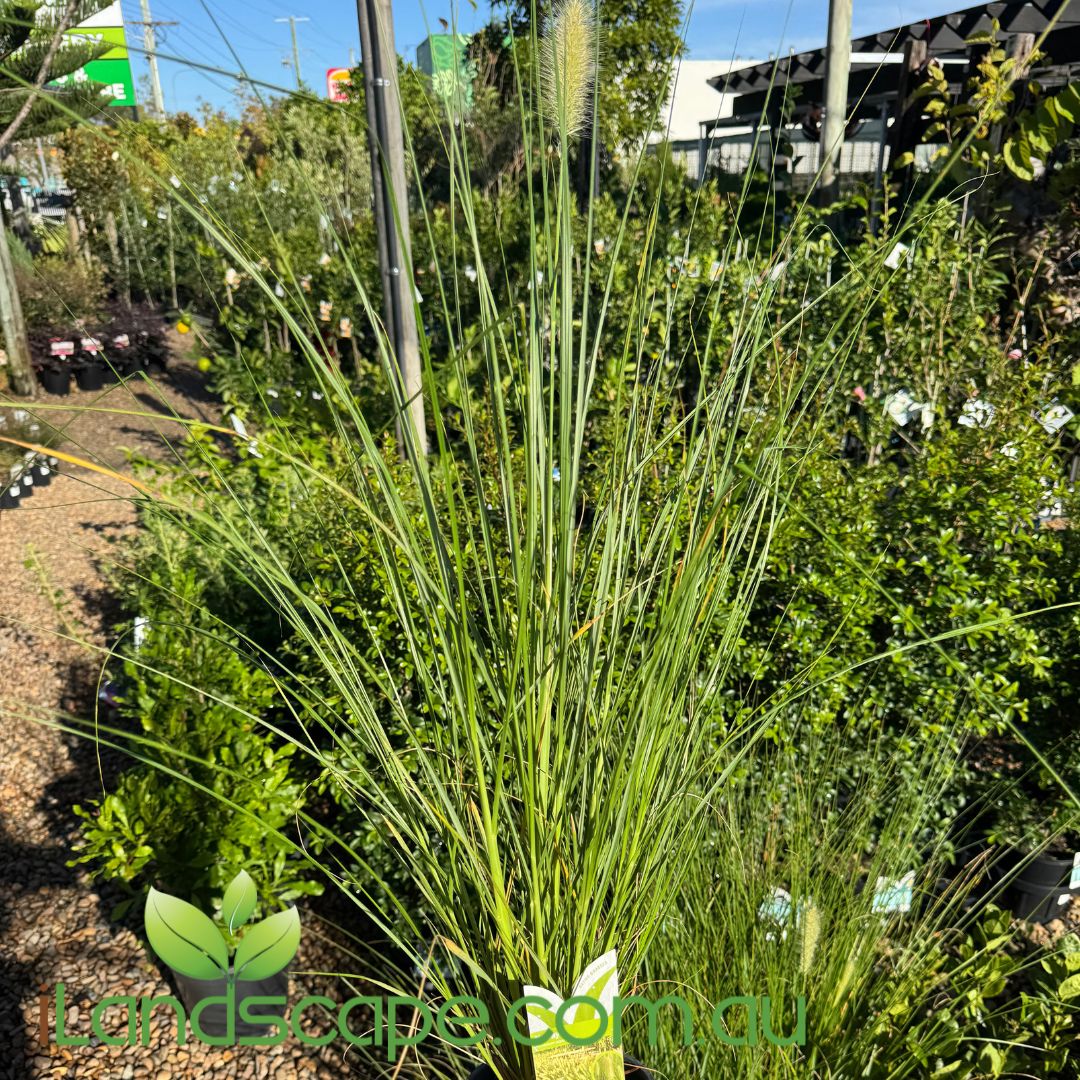 Nafray® Cenchrus purpurascens
