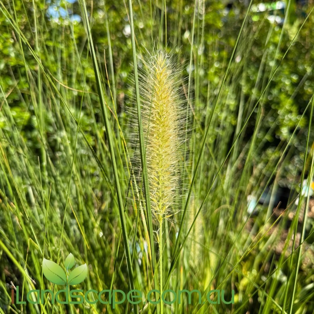 Nafray® Cenchrus purpurascens