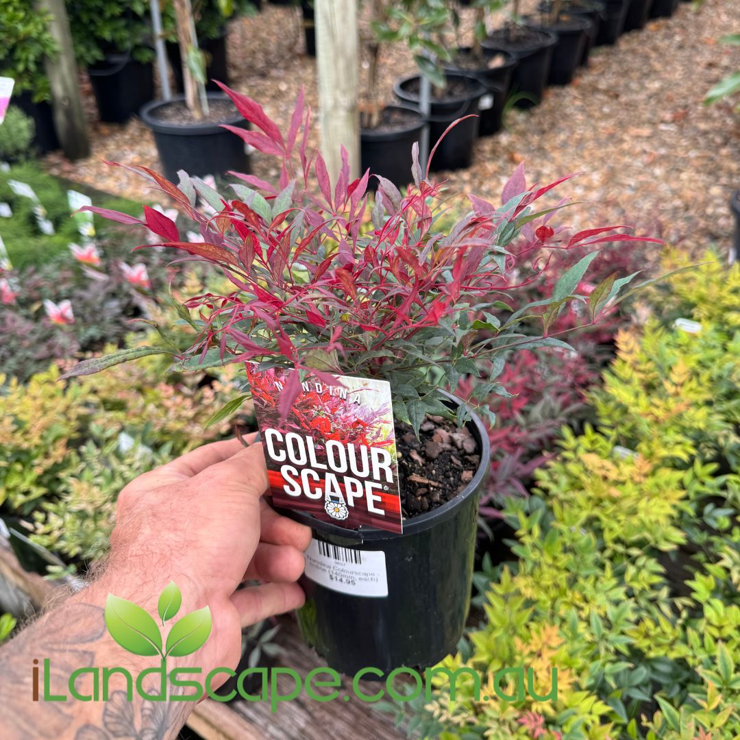 Nandina Colourscape