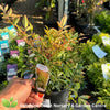 Nandina 'Gulf Stream