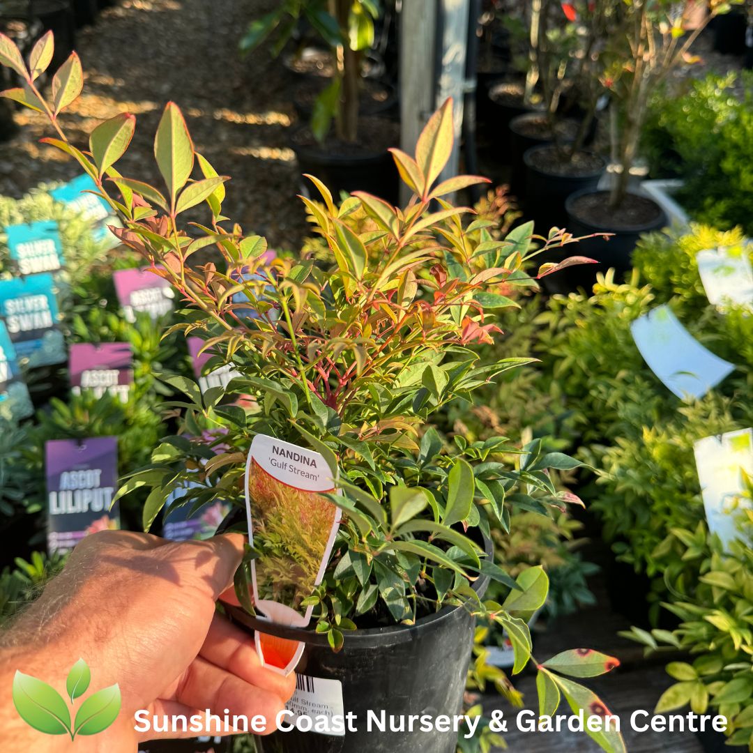 Nandina 'Gulf Stream