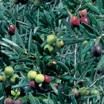 Garden Harvest Olive compact fruiting olive tree with silvery evergreen foliage growing in a garden or decorative pot.