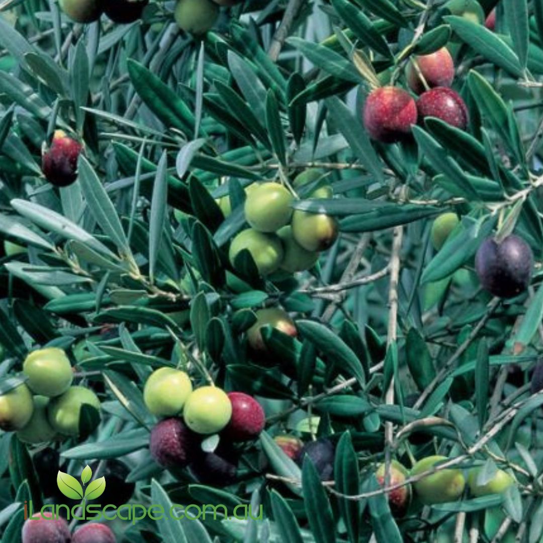 Garden Harvest Olive compact fruiting olive tree with silvery evergreen foliage growing in a garden or decorative pot.
