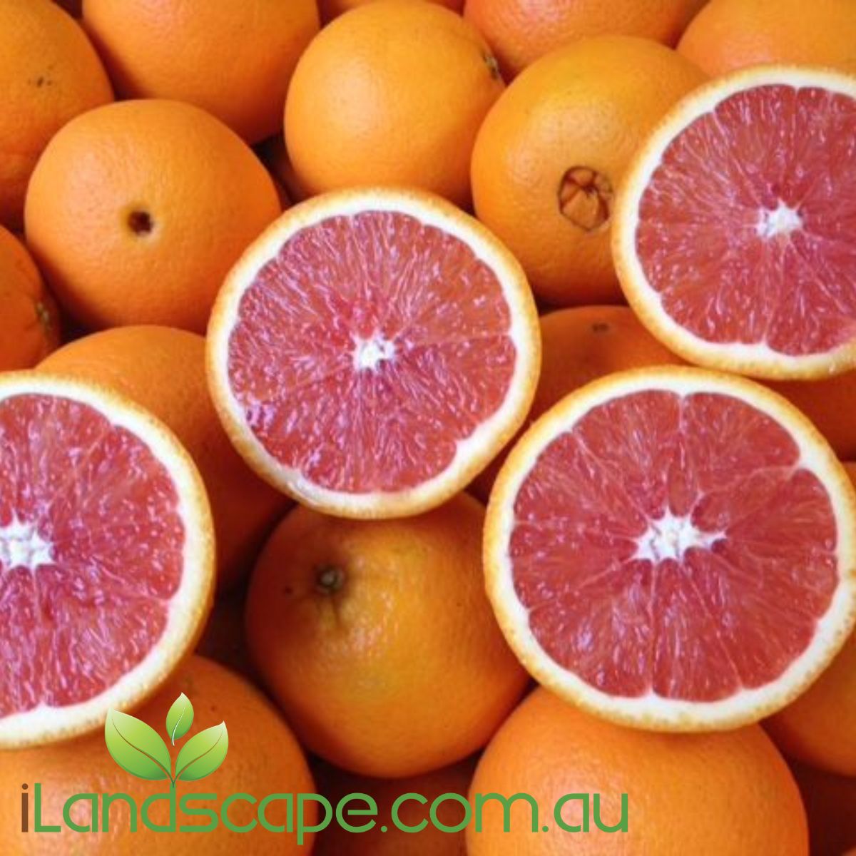 Orange Dwarf 'Cara cara' blood navel is a red fleshed navel orange. the fruit is larger than a normal orange and its pretty sweet.   grows between 2-3 m tall and fruits between June - September  Grow in full sun for best results 