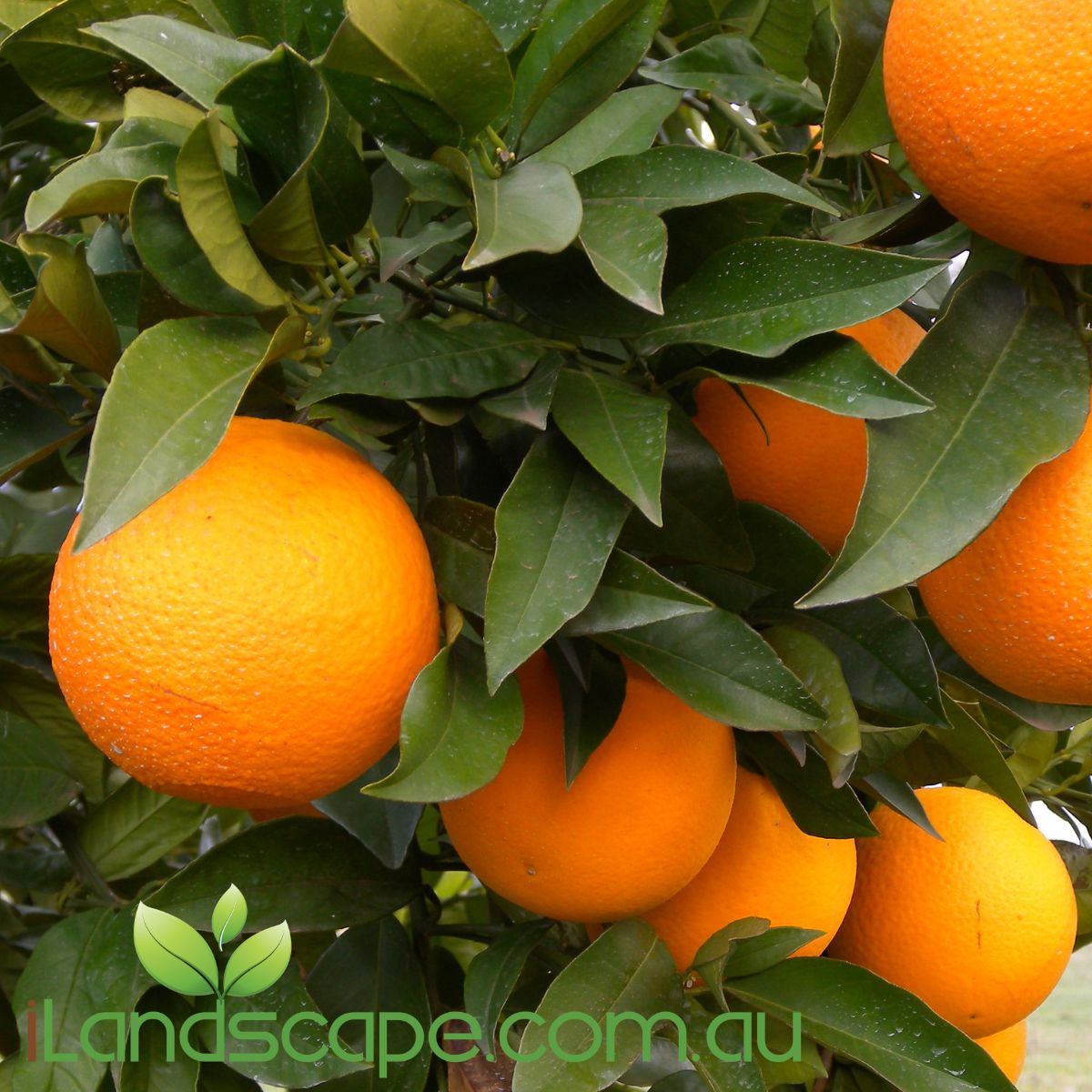 Orange Dwarf 'Seedless Valencia' is a seedless orange that produces masses of fruit. Grows to approx. 1-2m in height and fruits between September - December each year  Fertilise seasonally with Fruit & Citrus food and prune regular to keep shape and promote more fruit development 