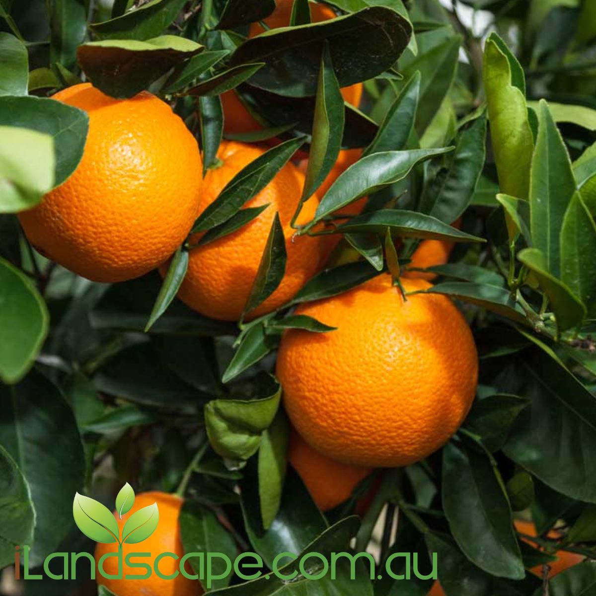 Orange Dwarf 'Washington Navel' is a popular orange that is commonly grown in Australia . Grows to approx. 1-2m in height and fruits between May - August each year  Fertilise seasonally with Fruit & Citrus food and prune regular to keep shape and promote more fruit development 