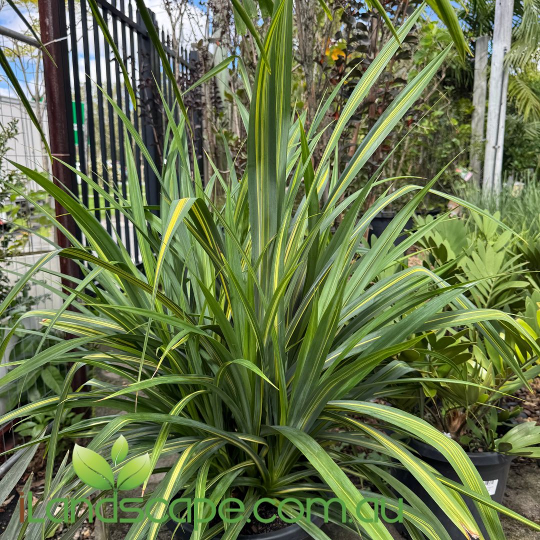 Pandanus baptistii variegated