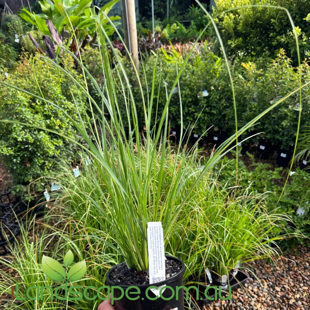 Pennisetum alopecuroides