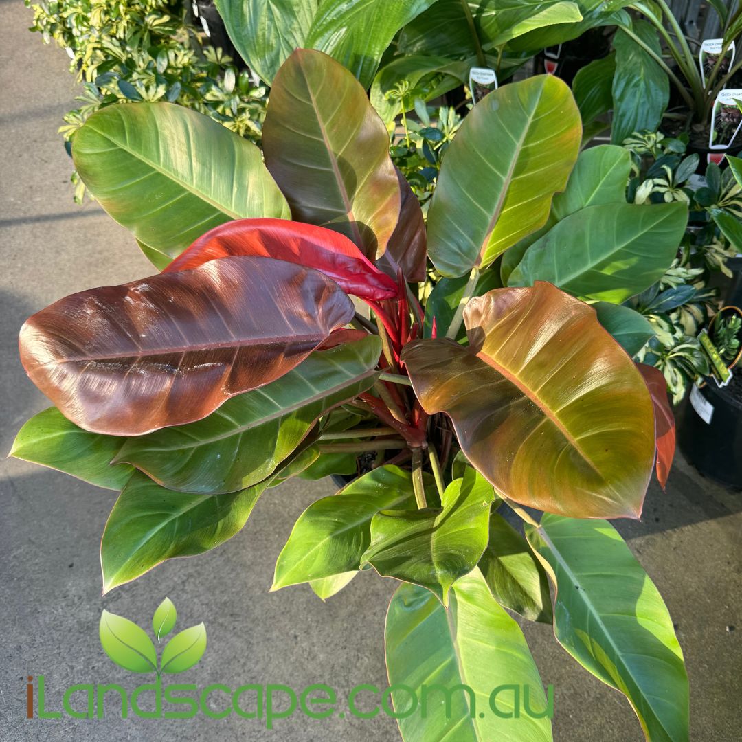 Philodendron Prince of Orange