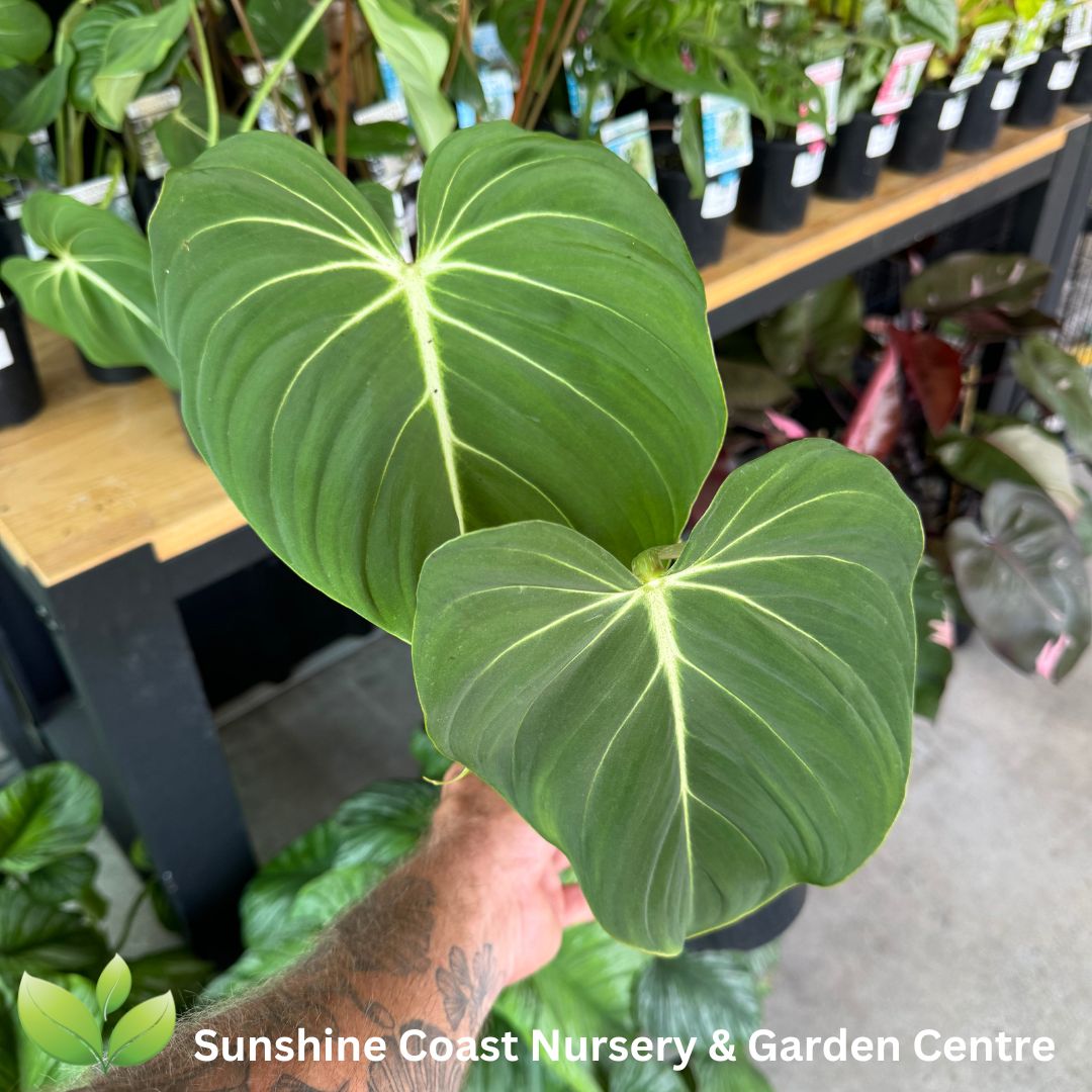 Enliven - Philodendron gloriosum
