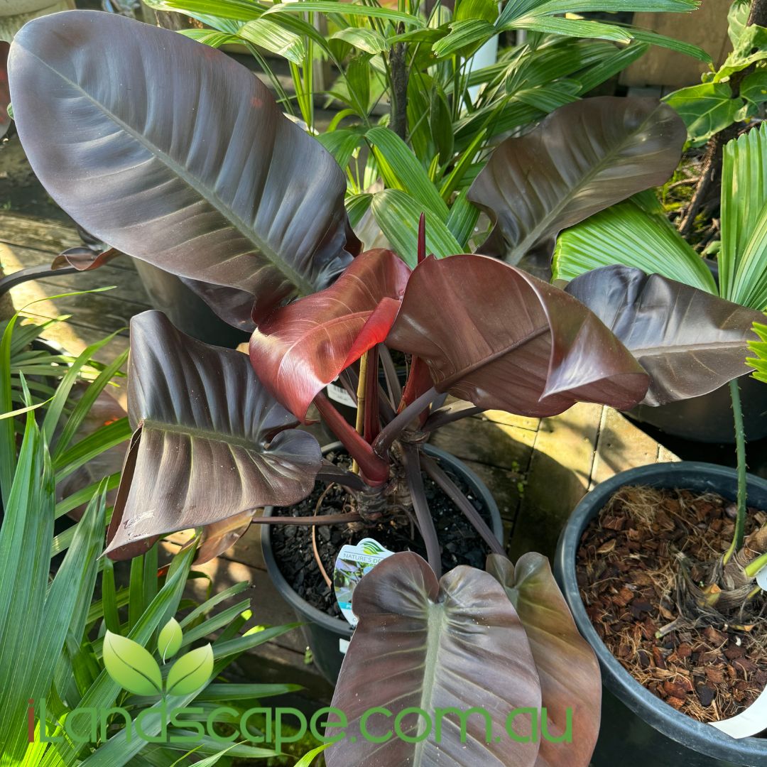 Philodendron Black Cardinal