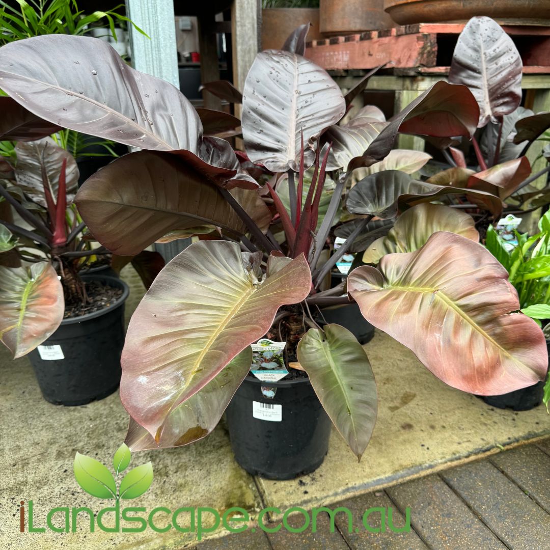 Philodendron Black Cardinal