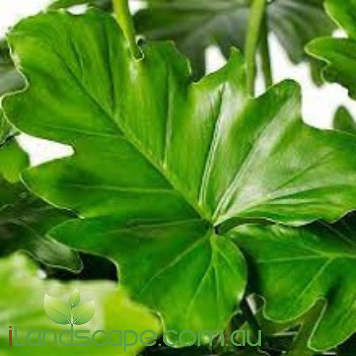 Philodendron Xanadu – Sunshine Coast Nursery & Garden Centre