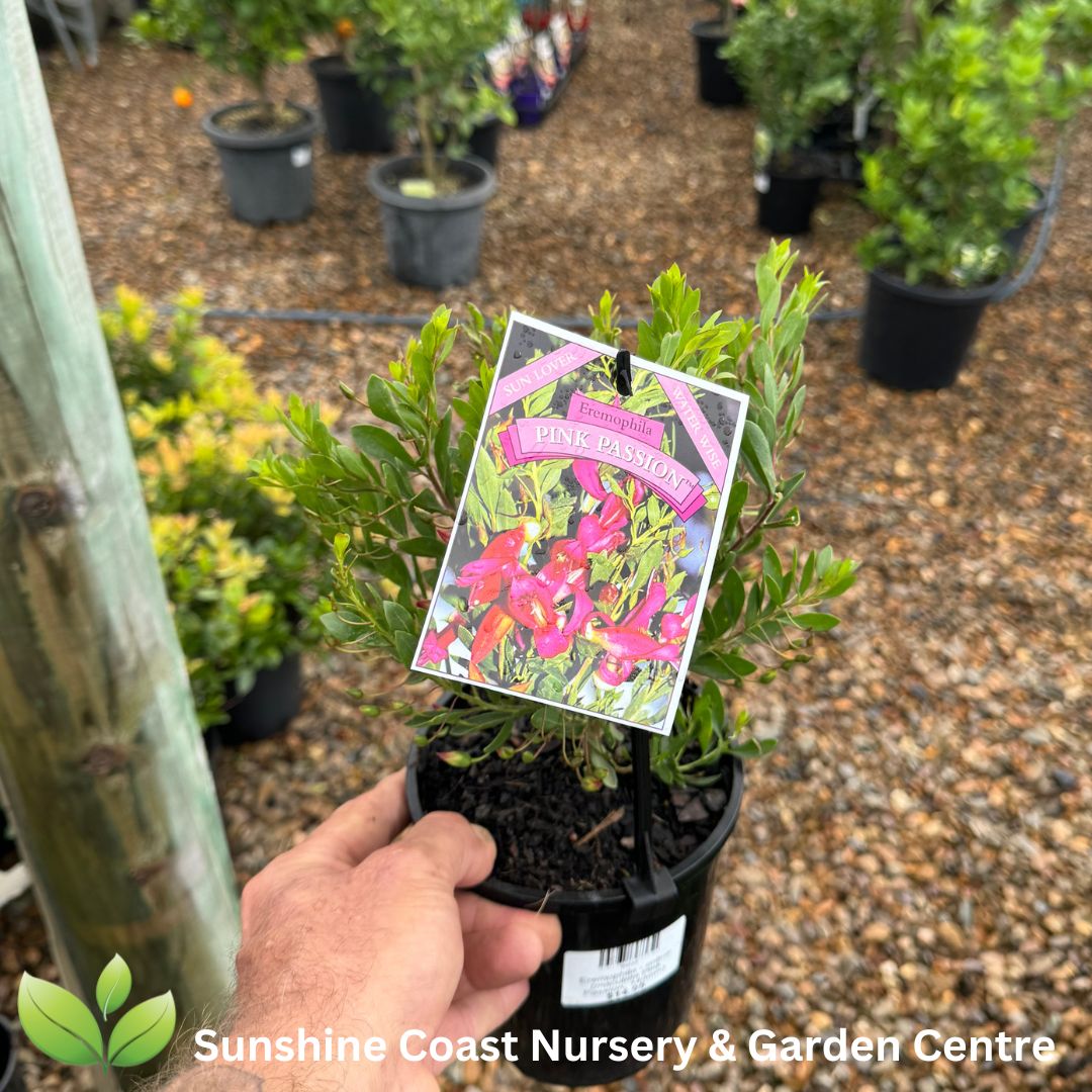 Eremophila maculata Pink Passion