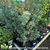 Pittosporum ivory Pillar