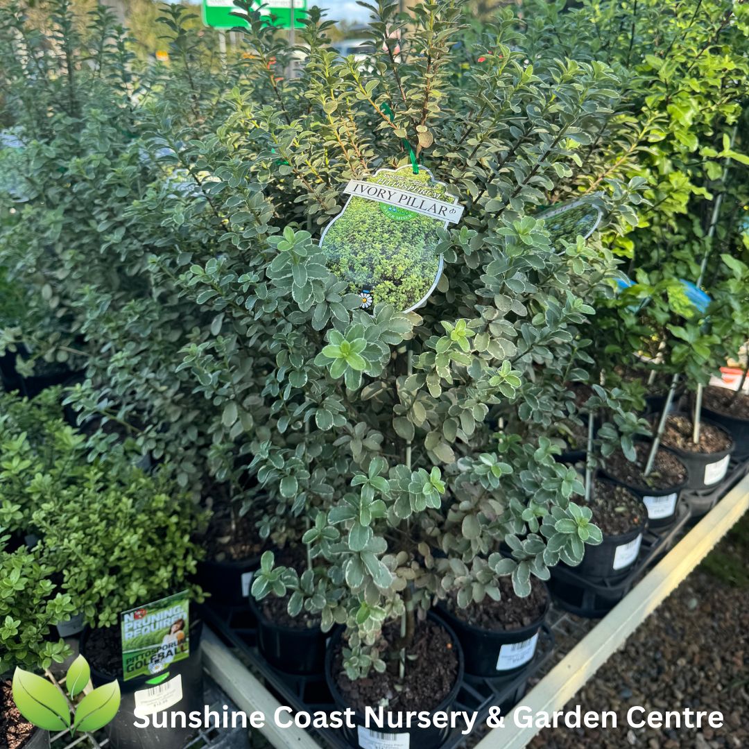 Pittosporum ivory Pillar