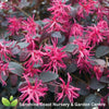 Plum Gorgeous Loropetalum (Loropetalum chinense 'Plum Gorgeous') with deep purple foliage and vibrant pink fringe flowers growing in an Australian garden.