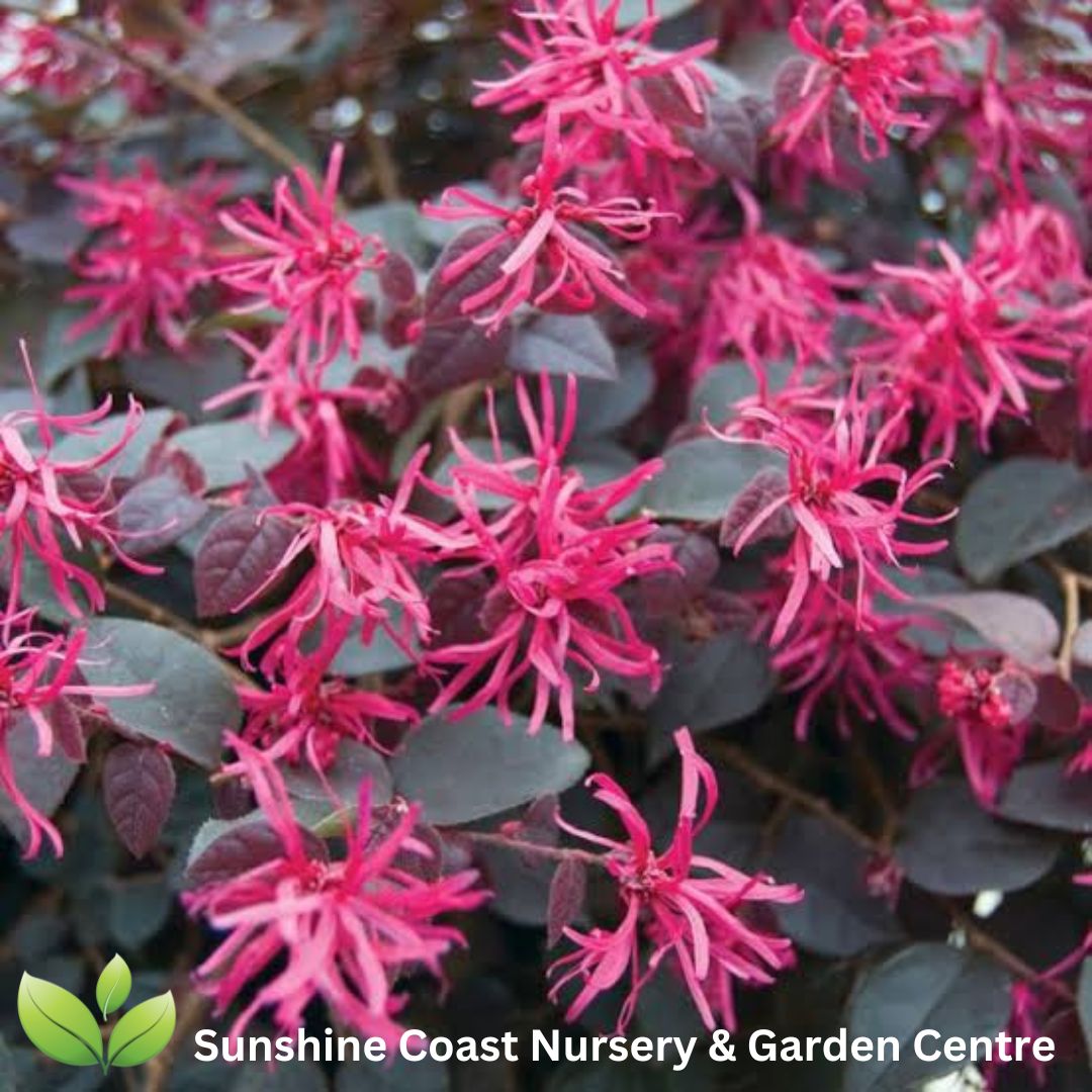 Plum Gorgeous Loropetalum (Loropetalum chinense 'Plum Gorgeous') with deep purple foliage and vibrant pink fringe flowers growing in an Australian garden.